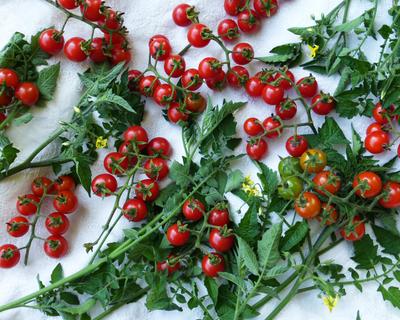 Matt's Wild Cherry Tomato seeds from Southern Seed Exchange