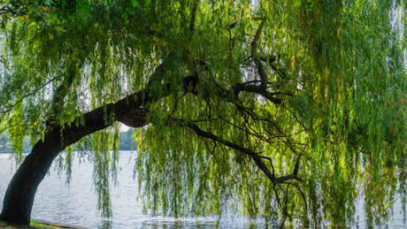 The Benefits of Willow Trees