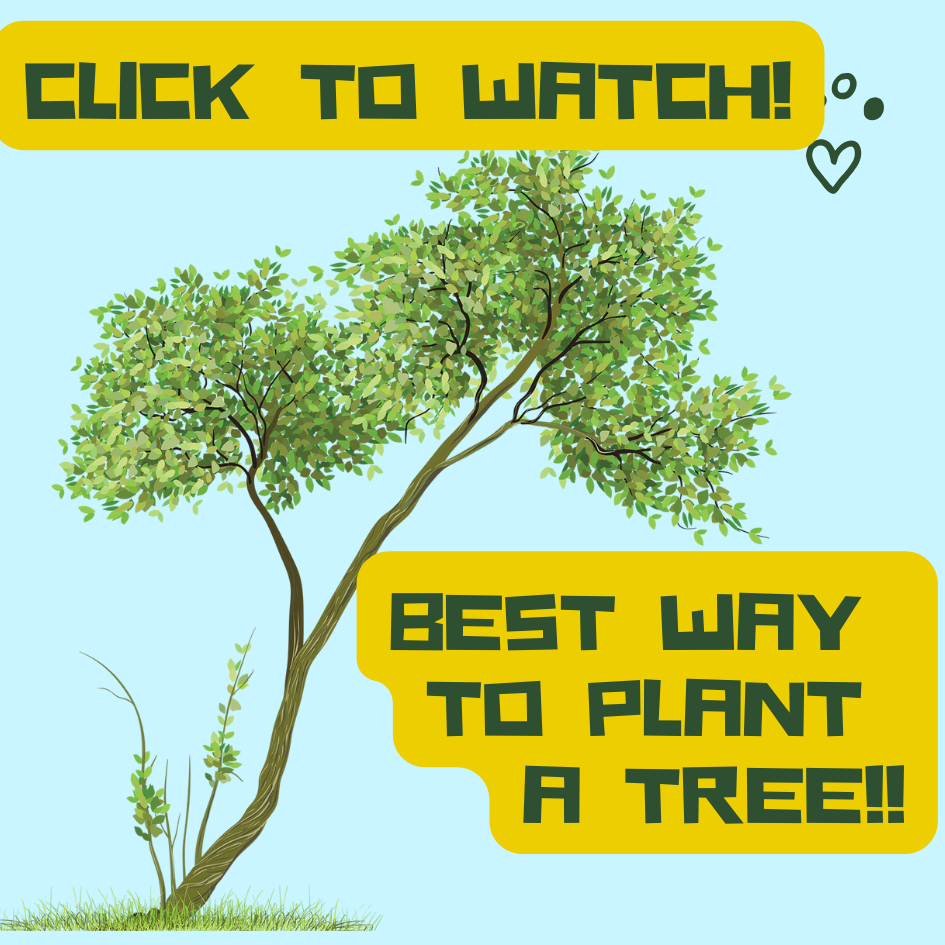 Load video: Best way to plant a tree! time lapse of planting a tree.