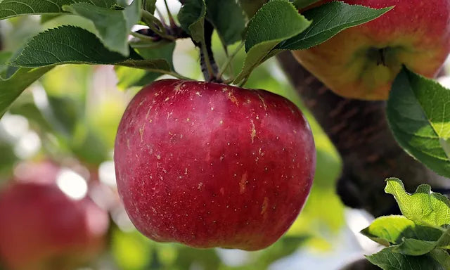 Semi-Dwarf Cortland Apple