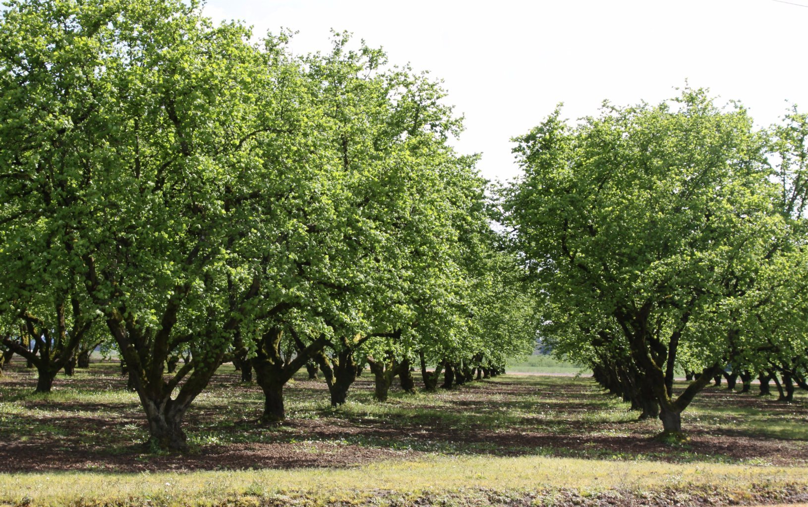Buy wholesale Hazelnut tree with passe-partout and frame, 30cm x 40cm
