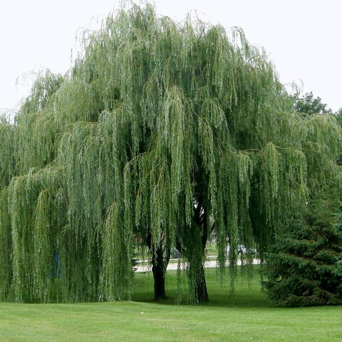 Weeping Willow Trees for Sale