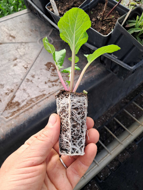 Cool Seasoning Crops & Gardening