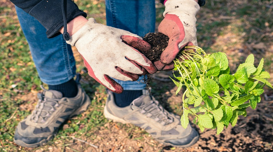 Plant Bare-Root Fruit Trees Like a Pro: Easy Steps & Must-Have Tips