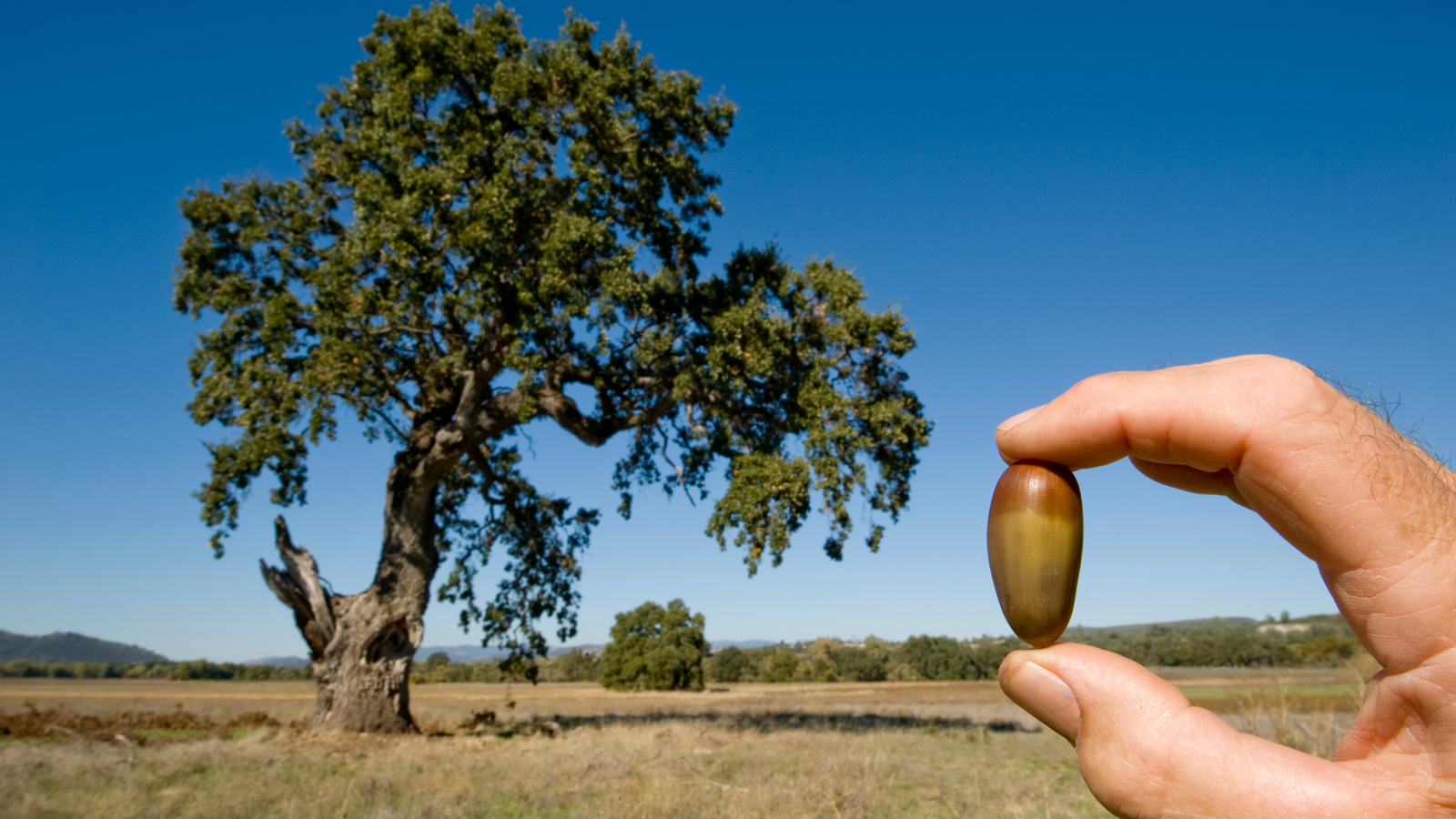 Oaks: A Keystone Species for Wildlife and the Land