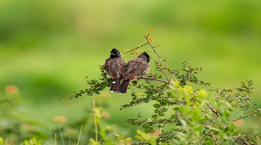 Bring Birds to Your Backyard Plants That Feed, Shelter, and Nurture