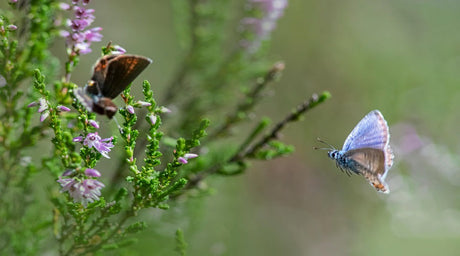 Butterfly Bliss Transform Your Garden into a Winged Wonderland!