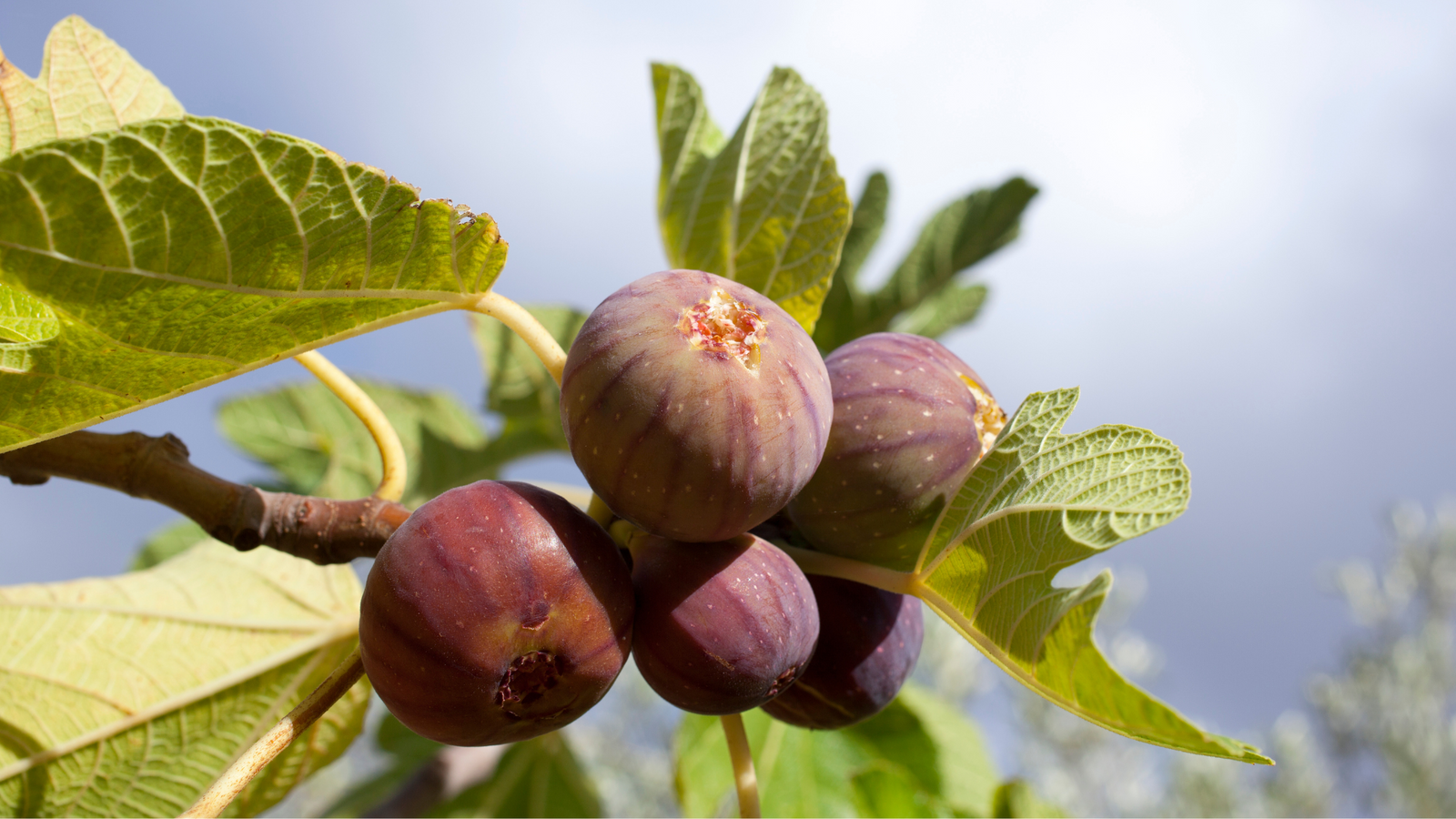 Help Your Figs Ripen: Prune Now for a Sweeter Harvest