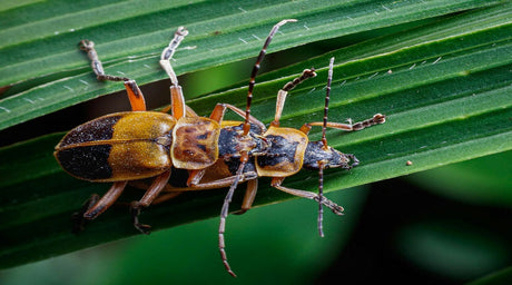 Nature’s MVPs: How Native Keystone Species Revive Local Ecosystems