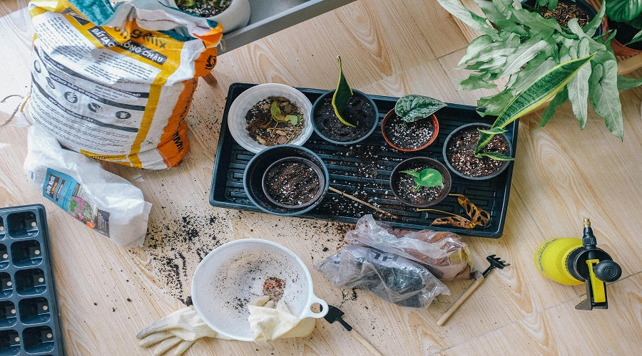 Nature's Fertilizer Unlock the Power of Nitrogen-Fixing Plants in Your Garden and Orchard