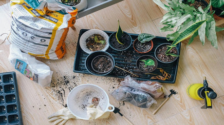 Nature's Fertilizer Unlock the Power of Nitrogen-Fixing Plants in Your Garden and Orchard