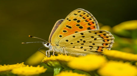 Attract pollinators to your garden through native plants