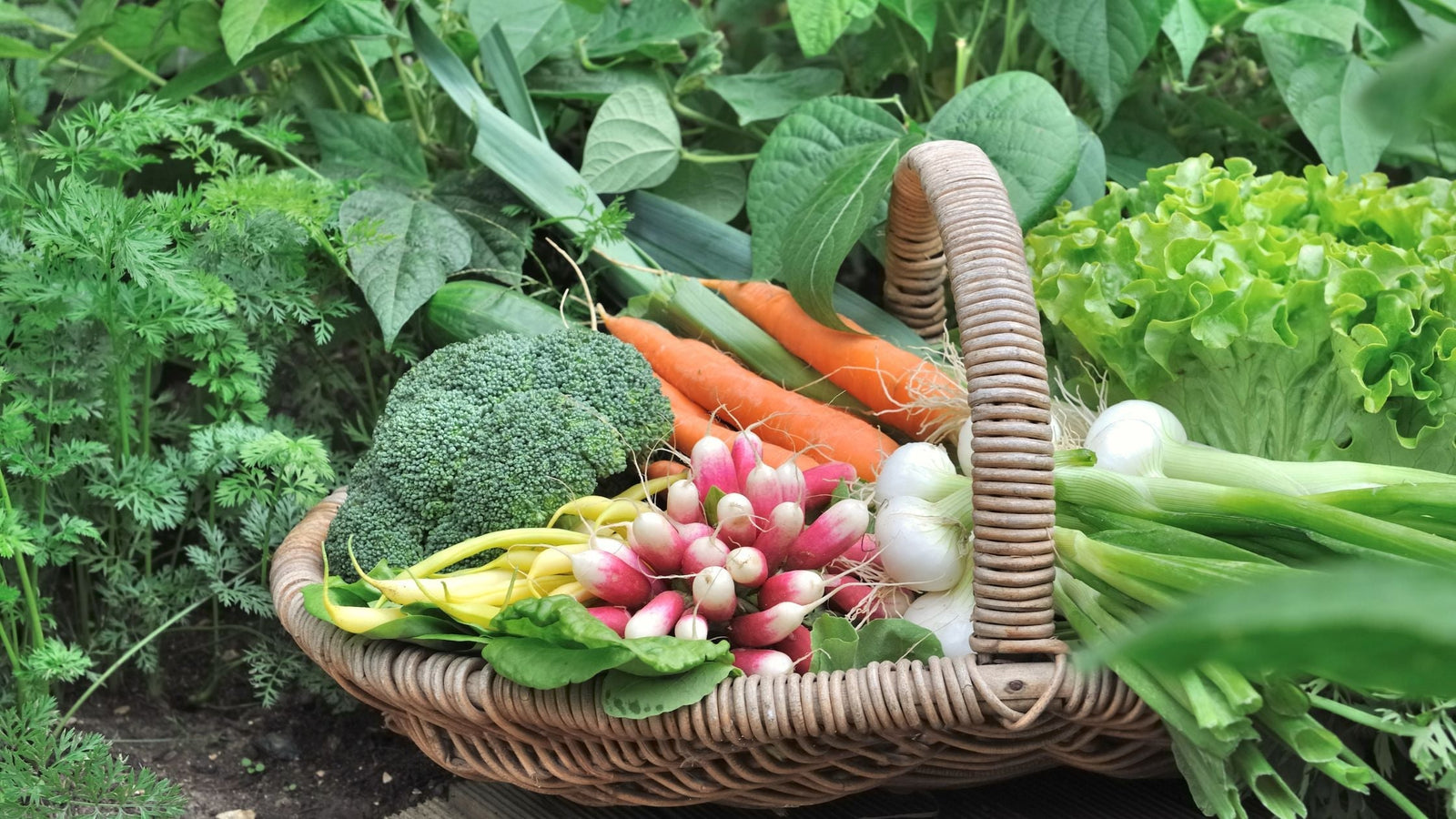 From Summer to Fall: A Gardener’s Seasonal Transition Guide