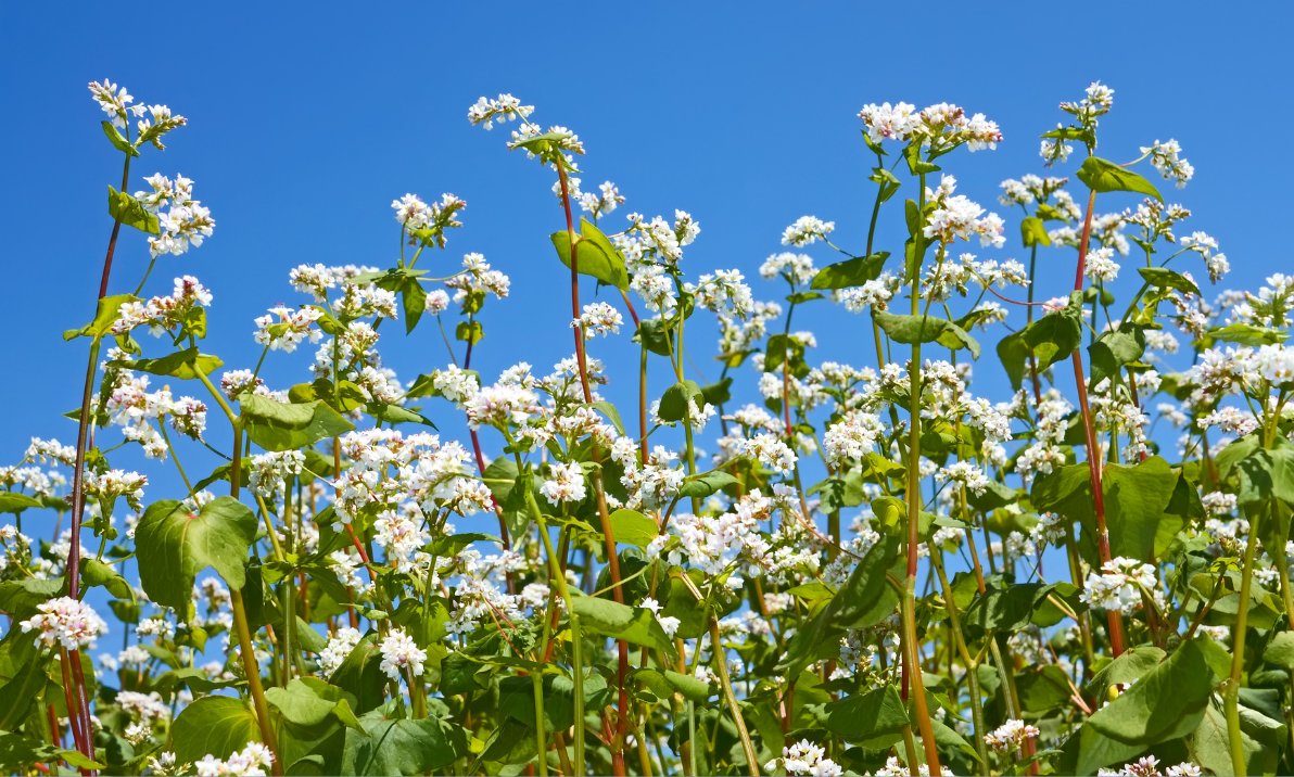 Cover Crops for Summer Gardens