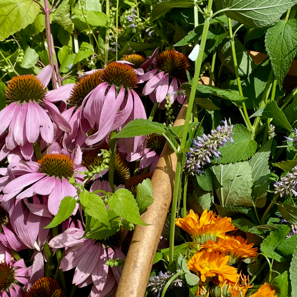 Mid-Summer Medicinals: Harvest, Care & Use