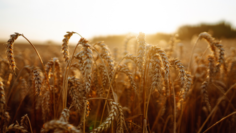 Fall Cover Cropping: Building Healthy Soil