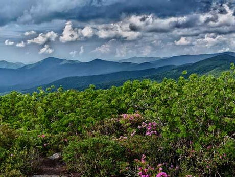 Craggy Gardens pre Hurricane Helene 