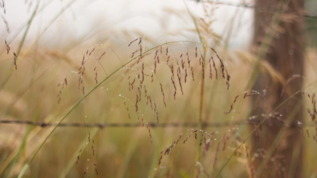 The Power of Native Grasses: Rooted in Resilience