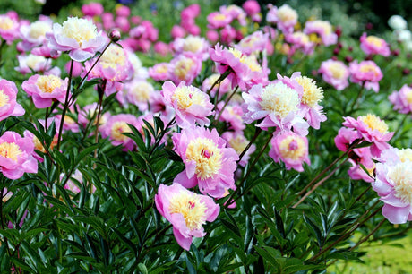 Peony Planting Guide