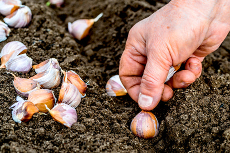 Garlic Planting Guide