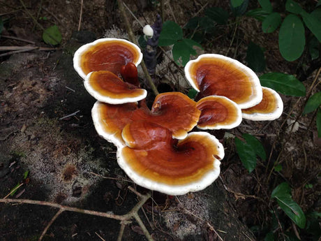 Benefits and Uses of Reishi Mushrooms