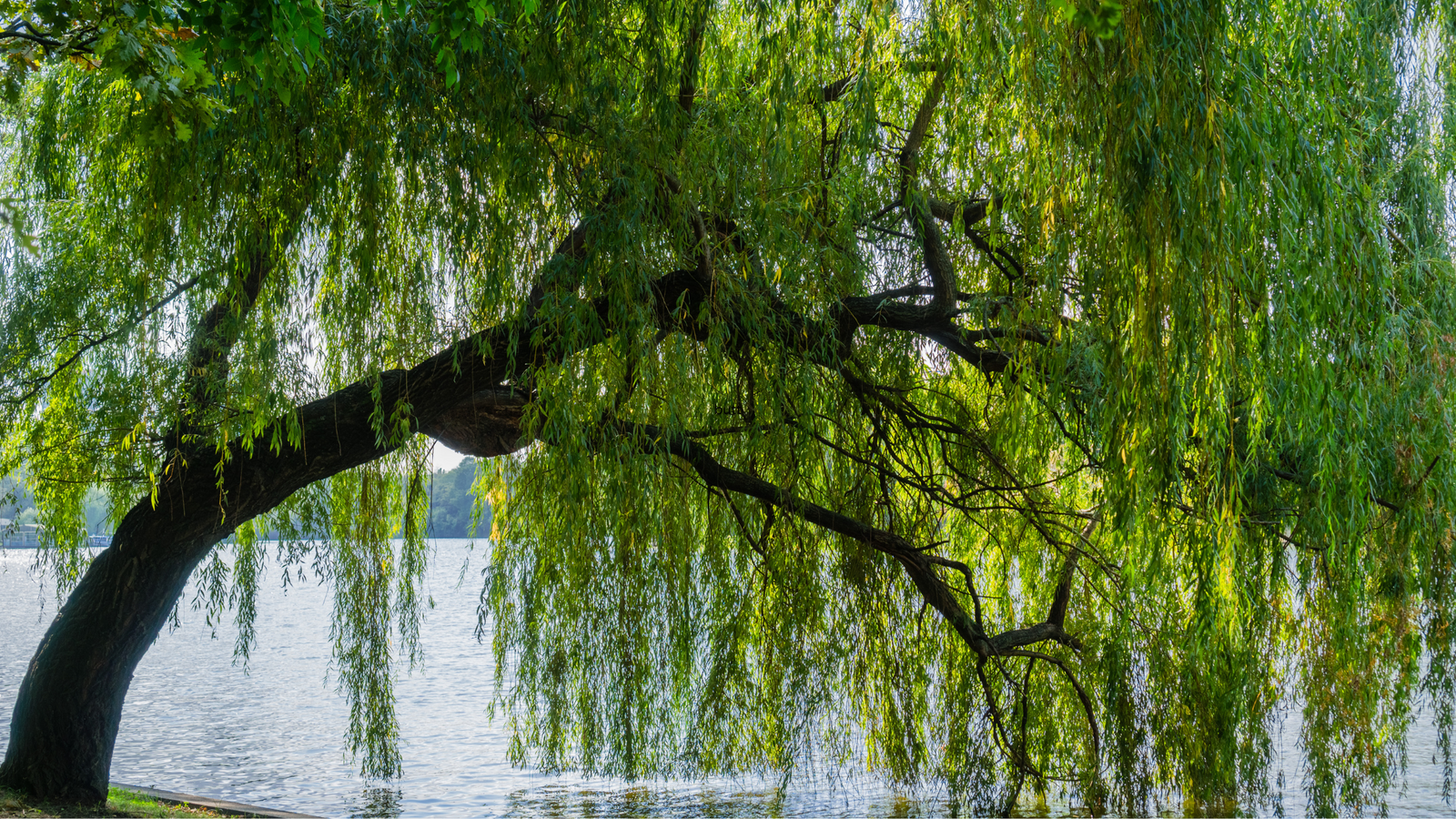 The Benefits of Willow Trees