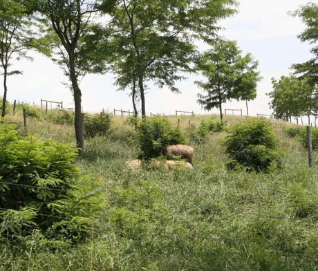 Silvopasture Plants