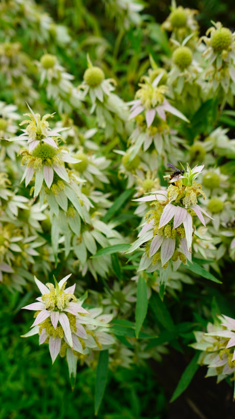 Natives for Pollinators