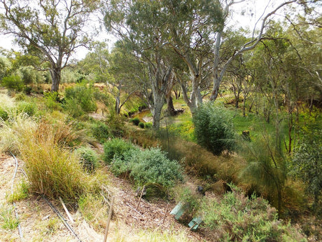 beautiful food forest landscape