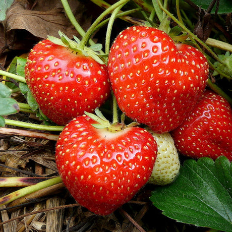 Berry Plants