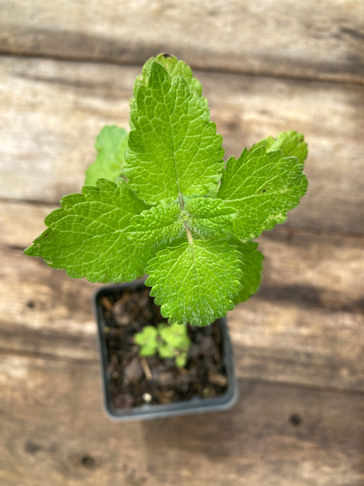 Lemon Balm