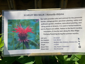 Scarlet Bee Balm