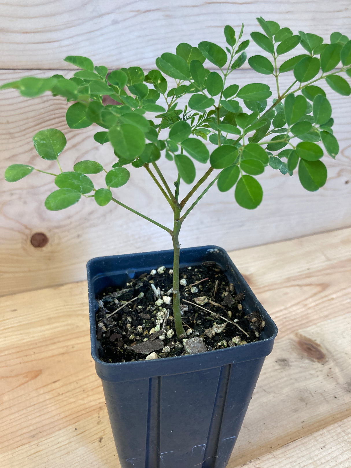 Moringa