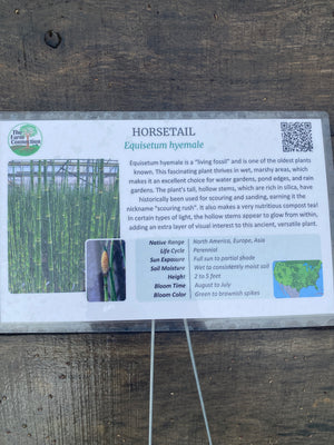 Horsetail