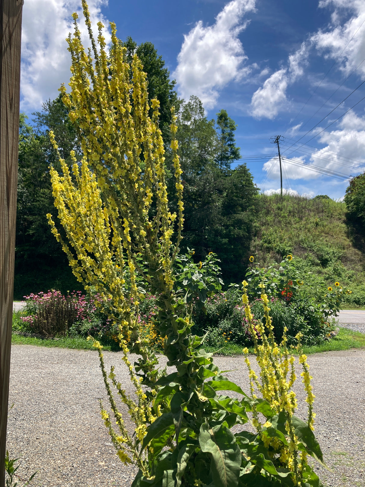 Mullein, Greek