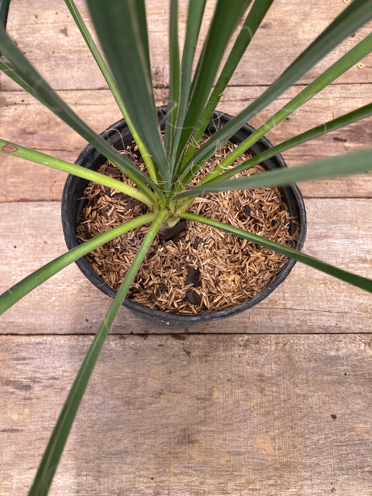 Yucca (Adam's Needle)