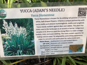 Yucca (Adam's Needle)