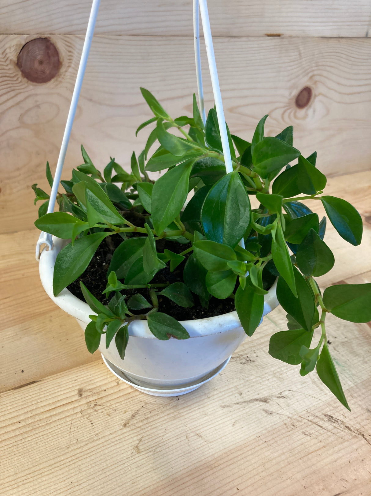Peperomia, Trinervula