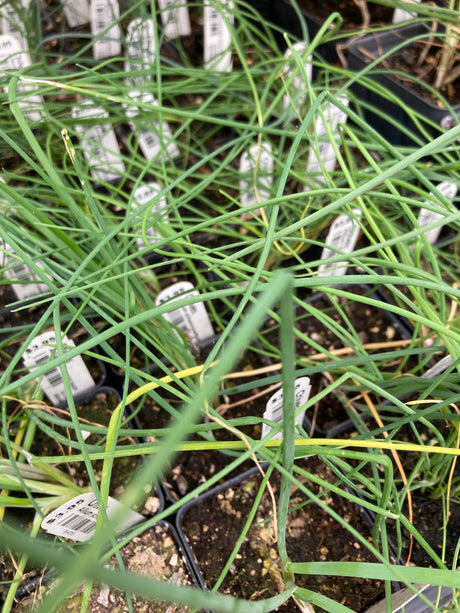 Chives