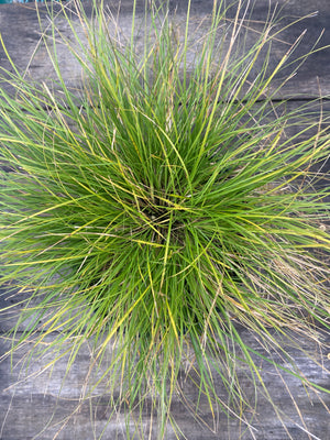 Sedge, Appalachian