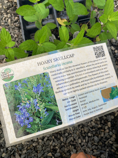 Skullcap, Hoary