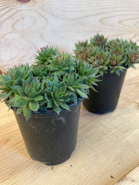 Hen and Chicks, Red Beauty