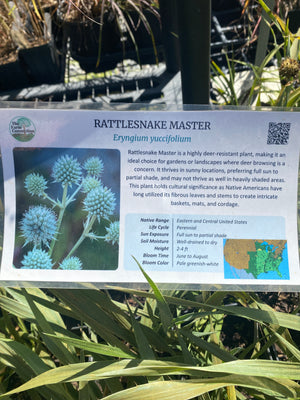 Rattlesnake Master