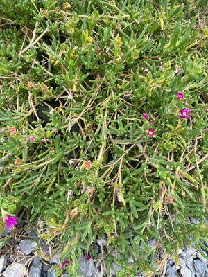 Hardy Purple Ice Plant