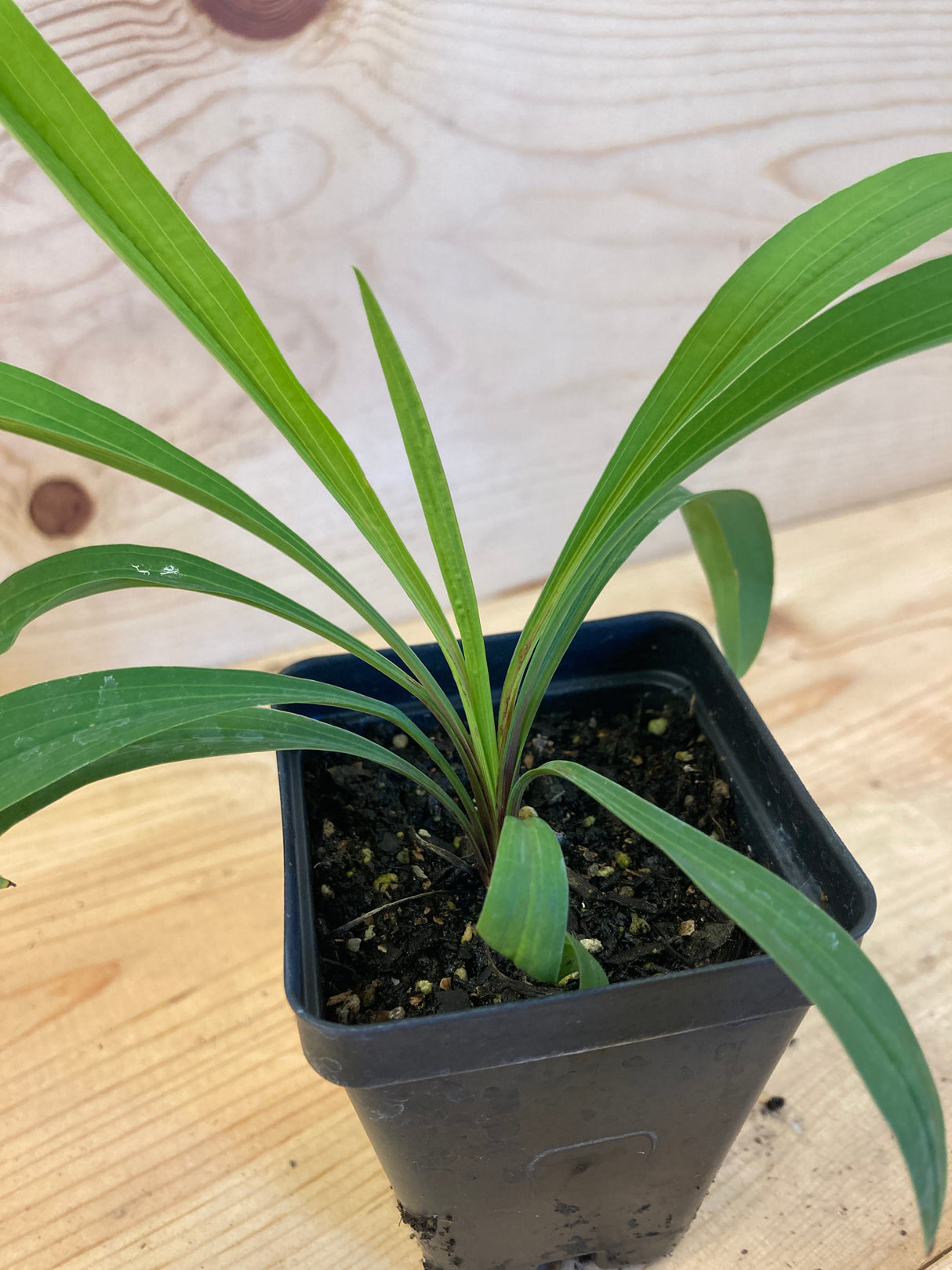 Bupleurum, Chinese