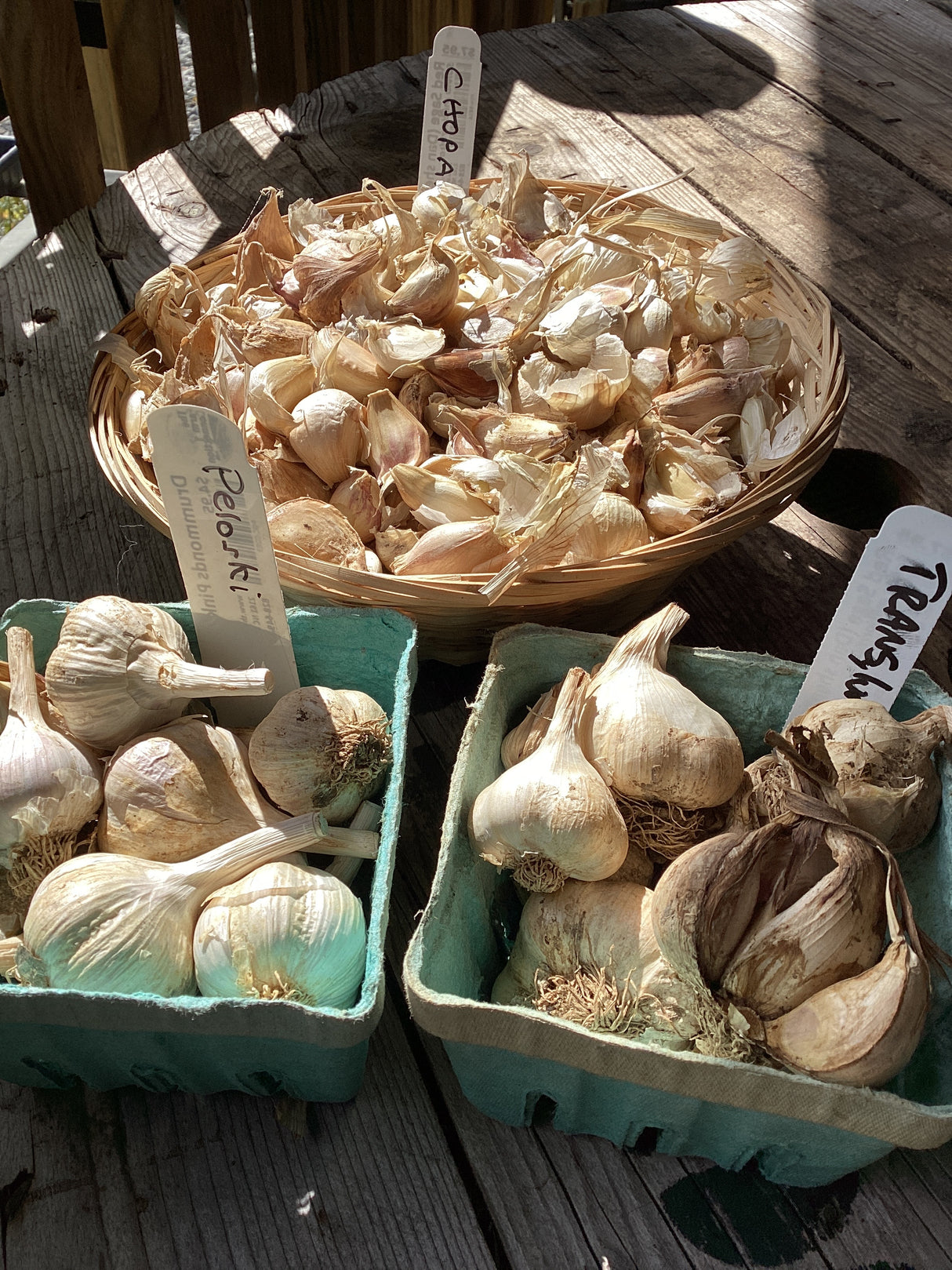 Assorted Softneck Culinary Organic Seed Garlic