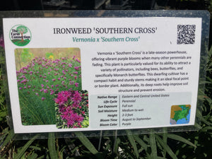 'Southern Cross' Ironweed