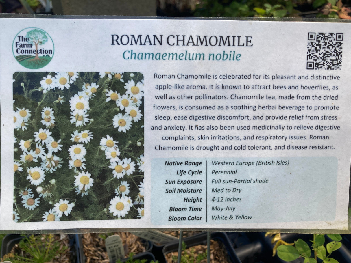 Roman Chamomile