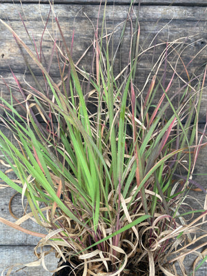 Sideoats Grama Grass