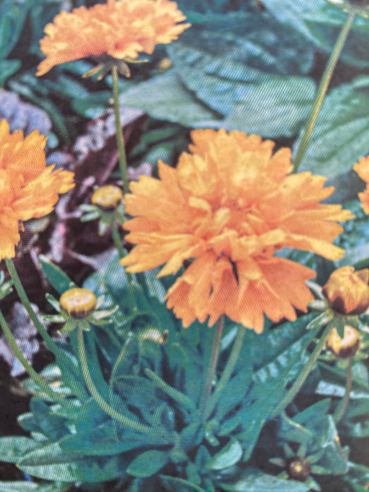 Early Sunrise Coreopsis